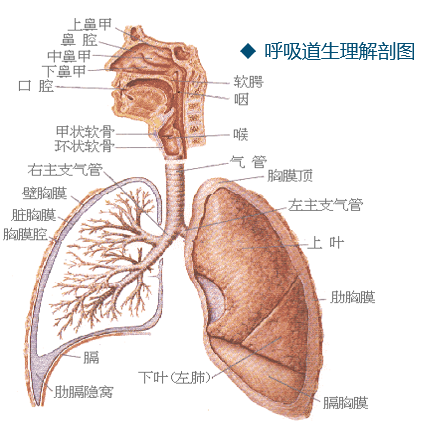 呼吸性细支气管结构图片